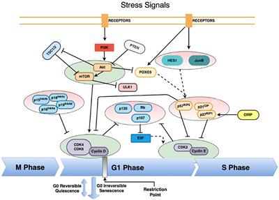 Unraveling the Big Sleep: Molecular Aspects of Stem Cell Dormancy and Hibernation